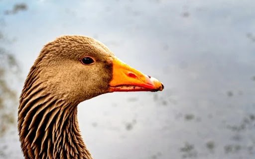 GOOSE Theme  from Chrome web store to be run with OffiDocs Chromium online