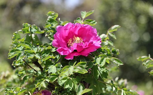 Gorgeous flower from Chrome web store to be run with OffiDocs Chromium online Gorgeous flower from Chrome web store to be run with OffiDocs Chromium online