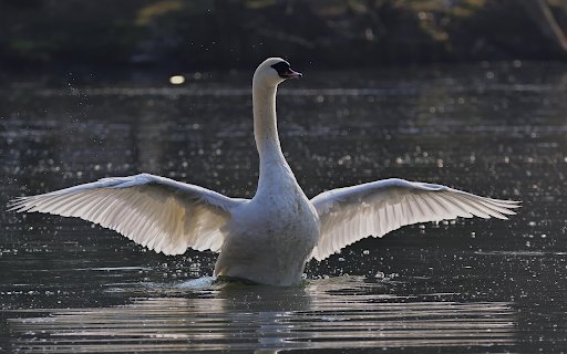 Grace of the Swan from Chrome web store to be run with OffiDocs Chromium online Grace of the Swan from Chrome web store to be run with OffiDocs Chromium online