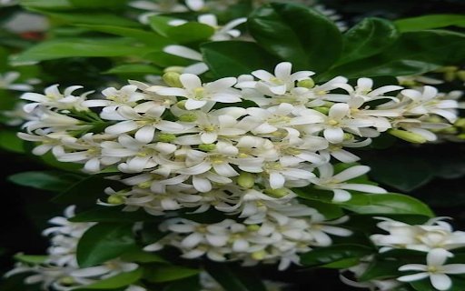 Grapefruit flower wallpaper  from Chrome web store to be run with OffiDocs Chromium online