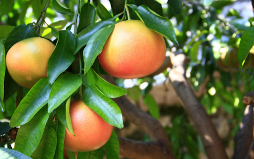 Grapefruit Tree  from Chrome web store to be run with OffiDocs Chromium online