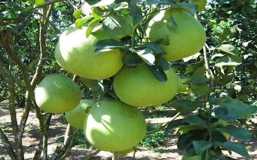 grapefruit tree wallpaper  from Chrome web store to be run with OffiDocs Chromium online