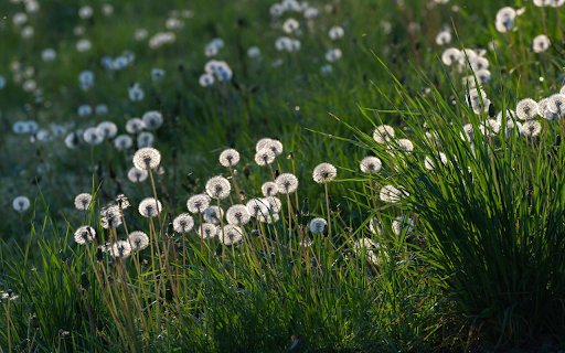 Grass and Dandelions from Chrome web store to be run with OffiDocs Chromium online Grass and Dandelions from Chrome web store to be run with OffiDocs Chromium online