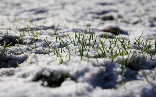 grass and snow  from Chrome web store to be run with OffiDocs Chromium online