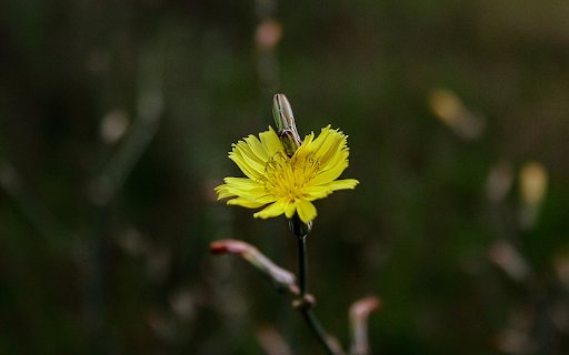 Grass Flower  from Chrome web store to be run with OffiDocs Chromium online