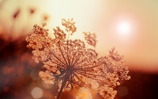 Grass flowers in the sun  from Chrome web store to be run with OffiDocs Chromium online