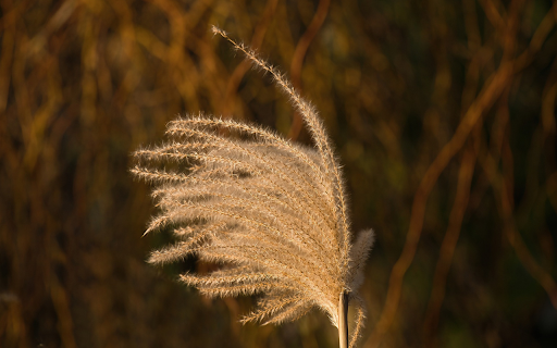 Grass flying in the sun  from Chrome web store to be run with OffiDocs Chromium online