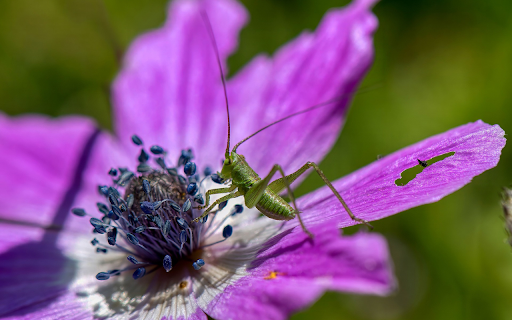 Grasshopper and purple flower  from Chrome web store to be run with OffiDocs Chromium online