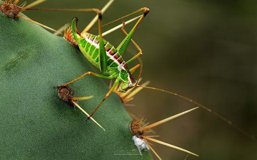 Grasshoppers and prickly cacti from Chrome web store to be run with OffiDocs Chromium online Grasshoppers and prickly cacti from Chrome web store to be run with OffiDocs Chromium online