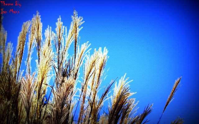 Grassland 2  from Chrome web store to be run with OffiDocs Chromium online