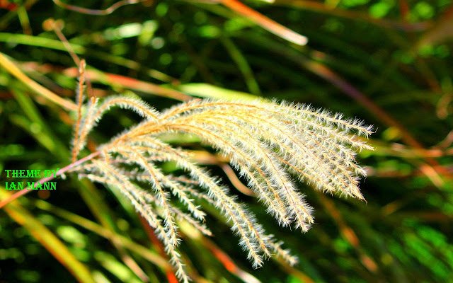 Grassland 2.1  from Chrome web store to be run with OffiDocs Chromium online