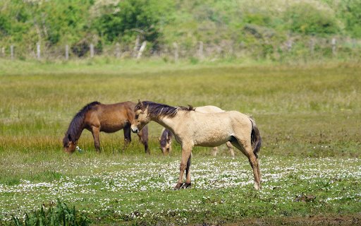 Grasslands and horses  from Chrome web store to be run with OffiDocs Chromium online