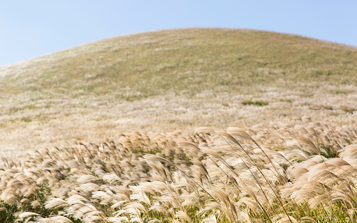 Grass on Rolling Hill  from Chrome web store to be run with OffiDocs Chromium online