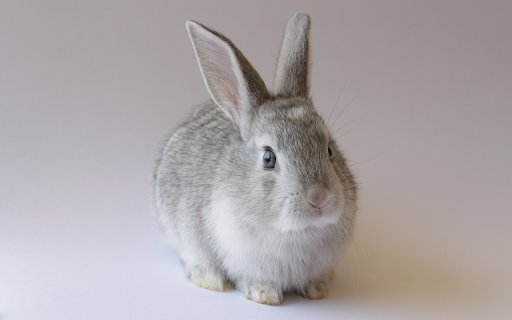 Gray and white bunny  from Chrome web store to be run with OffiDocs Chromium online