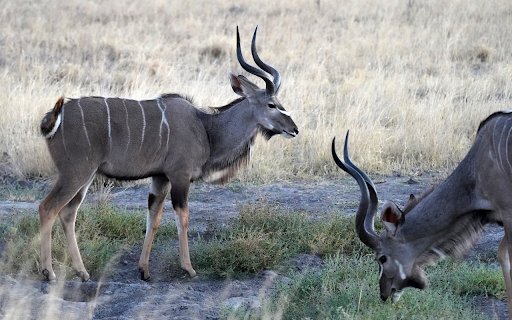 Gray antelope  from Chrome web store to be run with OffiDocs Chromium online