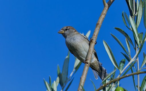 Gray Bird on Olive Branch  from Chrome web store to be run with OffiDocs Chromium online