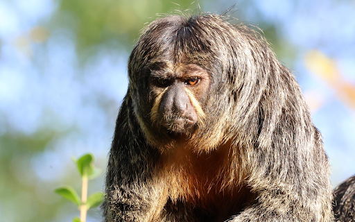 Gray black monkey  from Chrome web store to be run with OffiDocs Chromium online