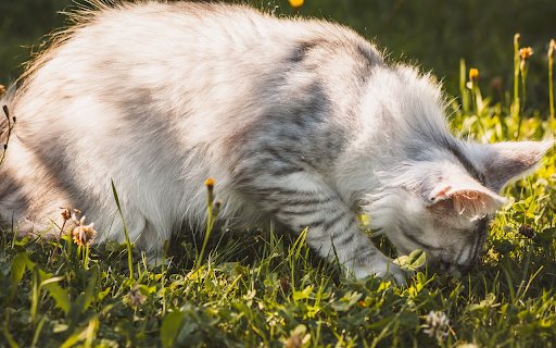 Gray cat eats grass  from Chrome web store to be run with OffiDocs Chromium online
