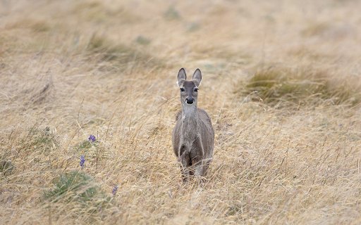 gray deer  from Chrome web store to be run with OffiDocs Chromium online