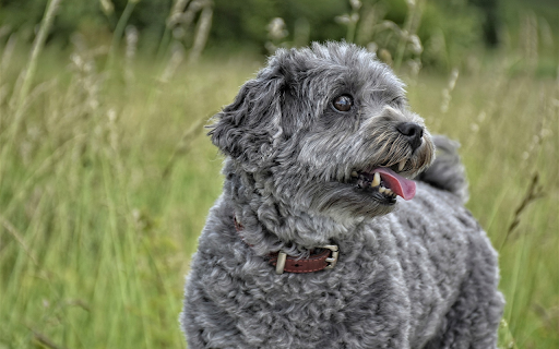 Gray dog  from Chrome web store to be run with OffiDocs Chromium online