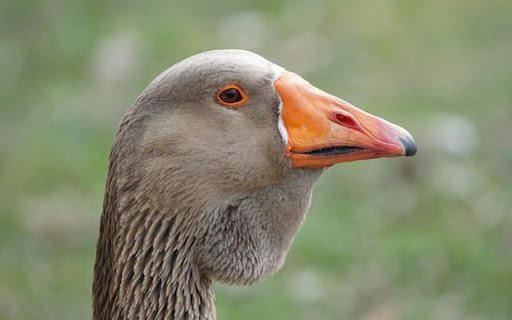 GRAY GOOSE THEME  from Chrome web store to be run with OffiDocs Chromium online