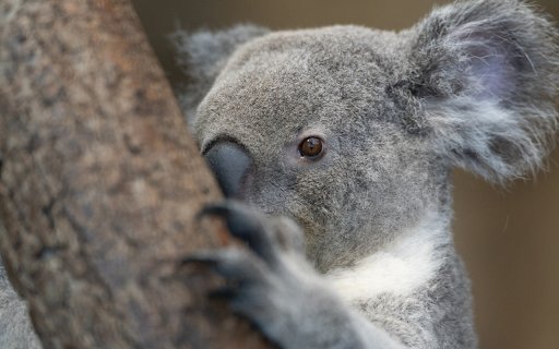 Gray koala behind the tree from Chrome web store to be run with OffiDocs Chromium online Gray koala behind the tree from Chrome web store to be run with OffiDocs Chromium online