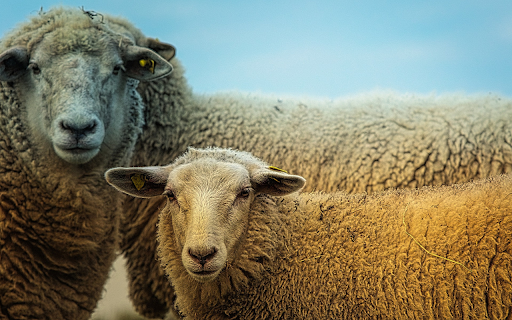 Gray sheep  from Chrome web store to be run with OffiDocs Chromium online
