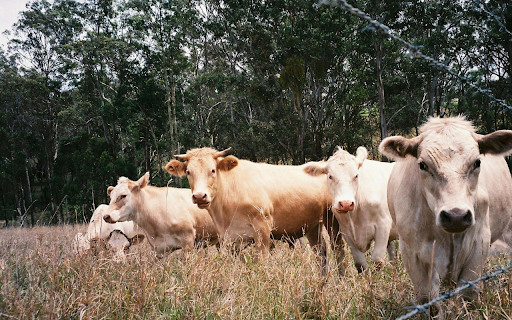 Gray white cows  from Chrome web store to be run with OffiDocs Chromium online