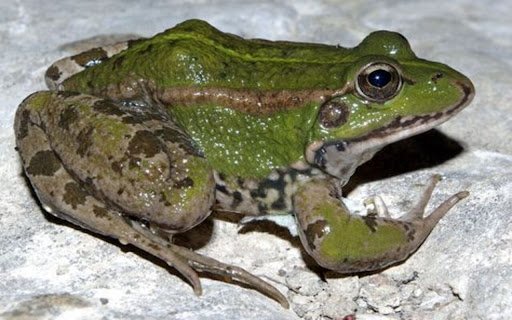 green brown frog wallpaper from Chrome web store to be run with OffiDocs Chromium online green brown frog wallpaper from Chrome web store to be run with OffiDocs Chromium online