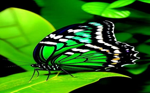 Green butterfly wallpaper  from Chrome web store to be run with OffiDocs Chromium online