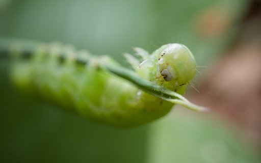 Green caterpillar  from Chrome web store to be run with OffiDocs Chromium online
