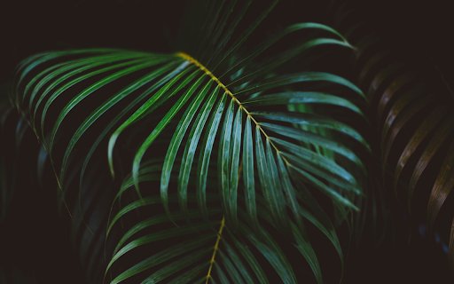 Green coconut branches from Chrome web store to be run with OffiDocs Chromium online Green coconut branches from Chrome web store to be run with OffiDocs Chromium online