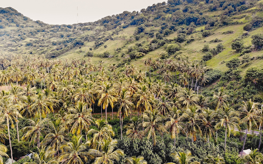 Green coconut garden  from Chrome web store to be run with OffiDocs Chromium online