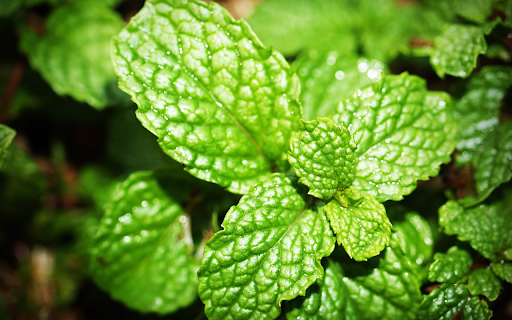 Green curly herbs  from Chrome web store to be run with OffiDocs Chromium online