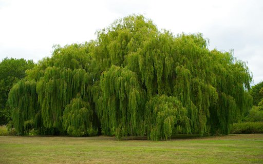 Green Drooping Leaves from Chrome web store to be run with OffiDocs Chromium online Green Drooping Leaves from Chrome web store to be run with OffiDocs Chromium online