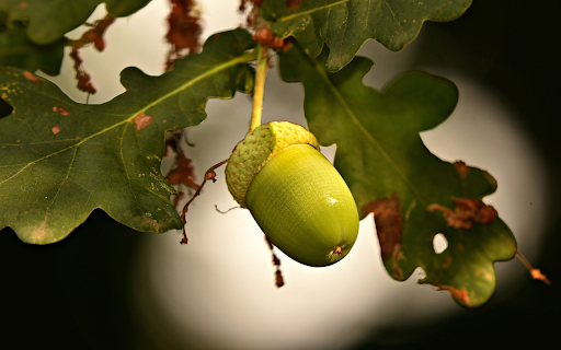 Green eggplant  from Chrome web store to be run with OffiDocs Chromium online