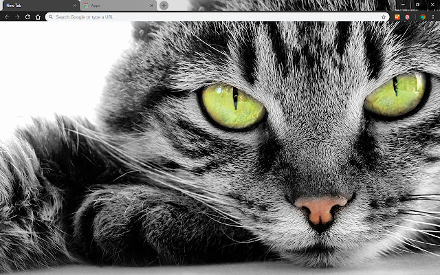 Green Eyed Cat uit de Chrome-webwinkel wordt uitgevoerd met OffiDocs Chromium online