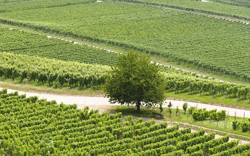 Green Farm  from Chrome web store to be run with OffiDocs Chromium online