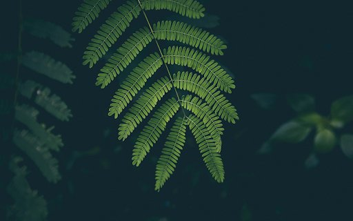 Green Fern Leaves  from Chrome web store to be run with OffiDocs Chromium online
