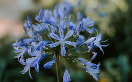 Green flower from Chrome web store to be run with OffiDocs Chromium online Green flower from Chrome web store to be run with OffiDocs Chromium online