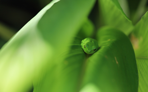 Green Frog  from Chrome web store to be run with OffiDocs Chromium online