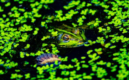 Green Frog and Duckweed  from Chrome web store to be run with OffiDocs Chromium online