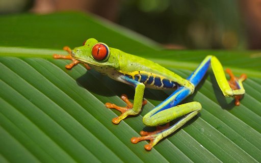 Green frog lying on a leaf  from Chrome web store to be run with OffiDocs Chromium online
