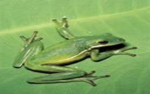 green frog wallpaper  from Chrome web store to be run with OffiDocs Chromium online