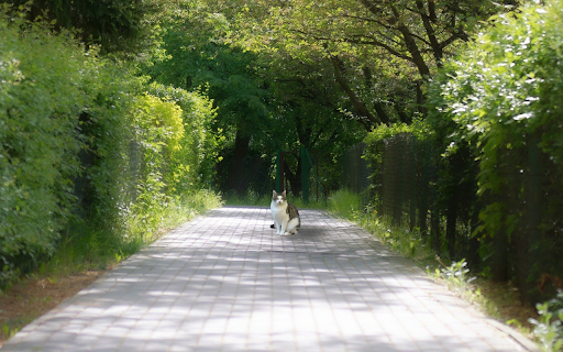 Green garden and cat  from Chrome web store to be run with OffiDocs Chromium online