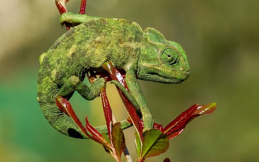 Green gecko and young leaves  from Chrome web store to be run with OffiDocs Chromium online Green gecko and young leaves  from Chrome web store to be run with OffiDocs Chromium online