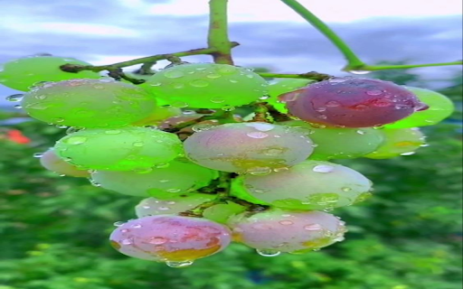 Green grapes wallpaper  from Chrome web store to be run with OffiDocs Chromium online