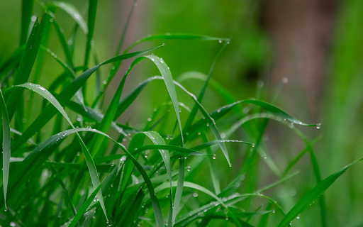 Green Grass dari toko web Chrome untuk dijalankan dengan OffiDocs Chromium online