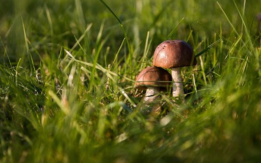 Green grass and mushrooms  from Chrome web store to be run with OffiDocs Chromium online