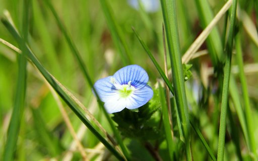 Green grass flowers  from Chrome web store to be run with OffiDocs Chromium online